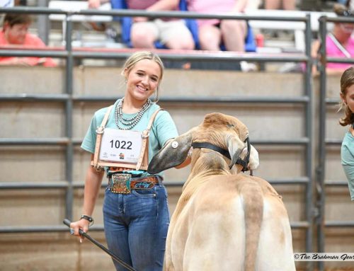 Meet the FJBA Directors for 2025-2026, Ansley Ward